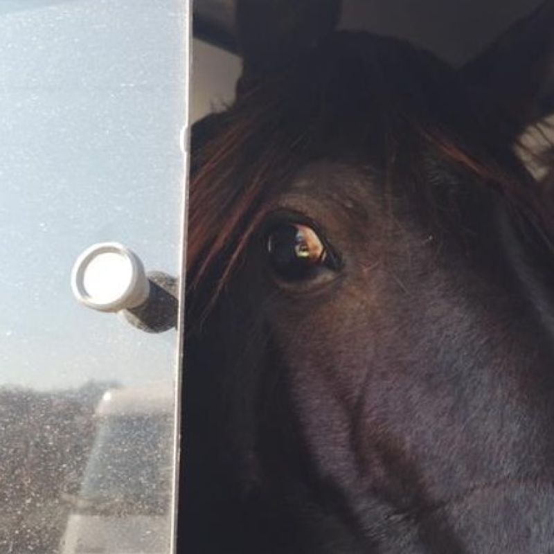 CSG alerta para crescimento de acidentes com animais de grande porte em rodovias no Vale do Caí e na Serra Gaúcha