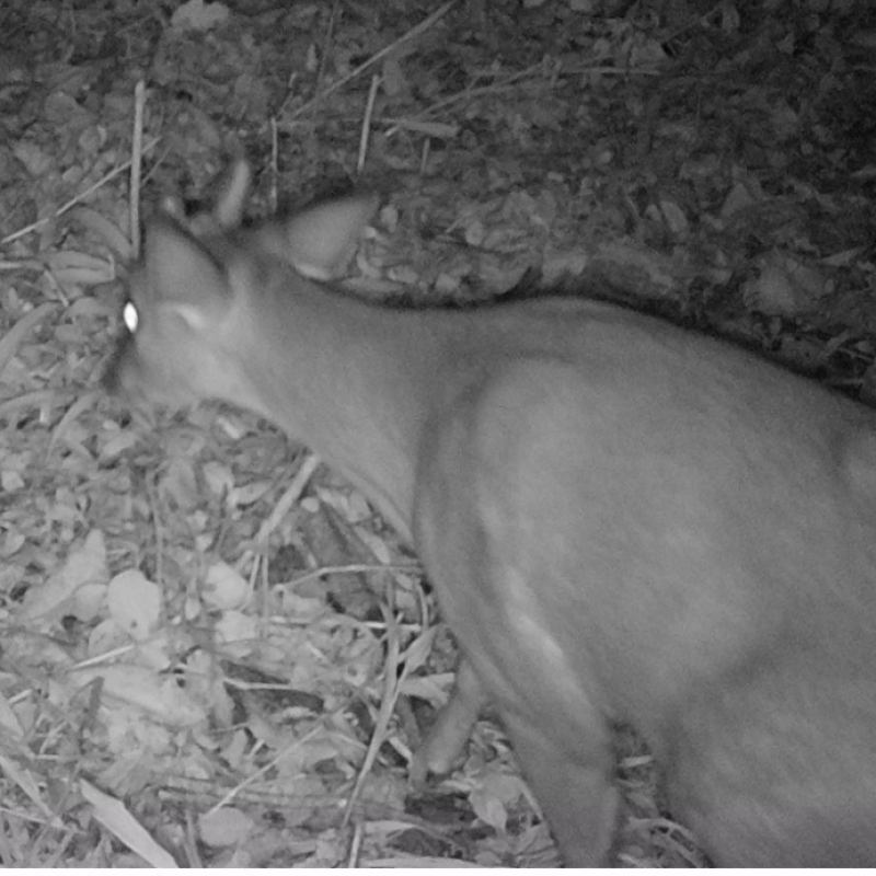 CSG instala sete câmeras para controle de animais silvestres em rodovias entre o Vale do Caí e a Serra Gaúcha